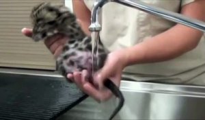 Un Bebe Panthere Nebuleuse Presente Au Public Au Zoo De Tampa En Floride