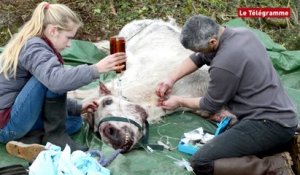 Trégastel (22). Après une chute de 6 m, la ponette devrait s'en sortir