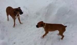Un vieux chien joue un mauvais tour à un jeune chien