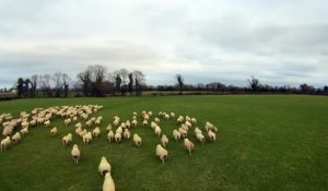 Un drone survole un troupeau de moutons