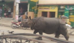 Un rhinocéros terrorise un village au Népal
