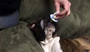 Ce chien s'endort avec sa tétine dans la bouche... Trop mignon!
