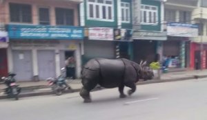 Un rhinocéros terrorise le Népal - ZAPPING ACTU HEBDO DU 04/04/2015