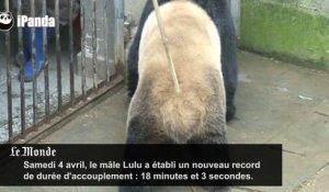 Nouveau record d'accouplement de panda