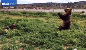 Cet ours s'amuse à embêter un chien à l'aide d'un tuyau d'arrosage !