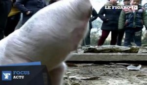 Un cochon à deux pattes devient une star en Chine