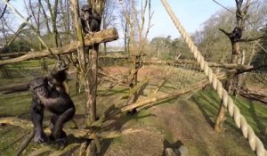 Un chimpanzé attaque un drone