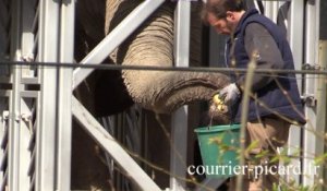 Aux petits soins de l'éléphante du zoo d'Amiens