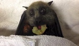 So cute, une chauve-souris qui mange du raisin