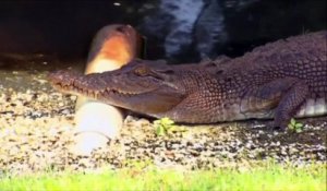 Un golfeur australien attaqué par un crocodile