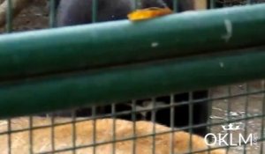 Un chien tellement en manque qu'il se soulage dans la cage aux lions...