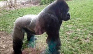 Un gorille terrifie une famille dans un zoo