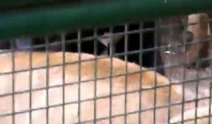 Un chien en manque de tendresse dans une cage aux lions...