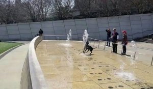 Dog in a fountain