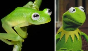 Kermit la grenouille existe au Costa Rica