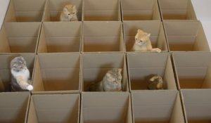 Paradis des Chats... 20 boites pour 9 chatons trop mignons !