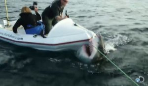 Un requin blanc attaque leur bateau pneumatique pendant un tournage