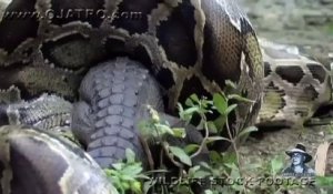 Un python mange un alligator !!