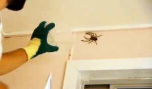 Il trouve cette ÉNORME araignée chez lui et va tenter de l'attraper