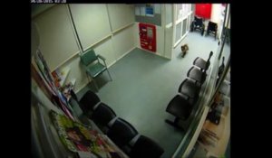 Australie: un koala s'invite aux urgences d'un hôpital