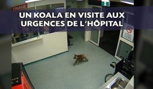 Un koala en visite aux urgences de l'hôpital