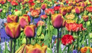 Le parc Keukenhof, le paradis des tulipes