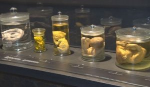Le Musée des sciences naturelles inaugure sa nouvelle 'Galerie de l'Homme'