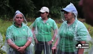 Costa Rica : "Une rente forestière tirée des crédits-carbone"
