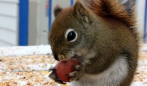 Un écureuil trop mignon mange une noisette