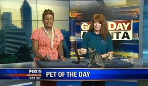 FOX 5 : Pet of The Day