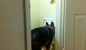 Baron, le chien qui fait pipi debout dans vos toilettes