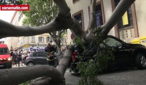 Accident à Bastia : un arbre écrase 3 voitures