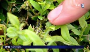 La chenille de la pyrale du buis infeste les jardins