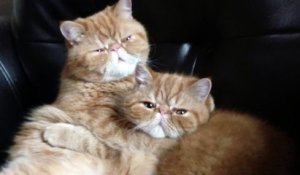 Alerte cute : séance câline entre deux chats sur le canapé