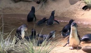 Les pingouins du Zoo du bronx sont trop mignon!