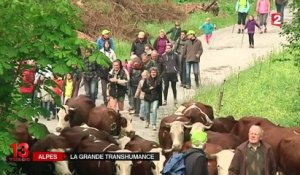 Haute-Savoie : la transhumance a commencé