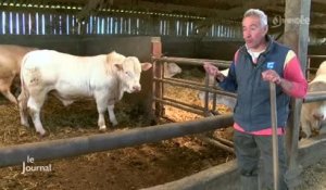 Viande bovine : Les éleveurs toujours en attente (Vendée)