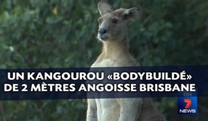 Un kangourou «bodybuildé» de 2 mètres angoisse Brisbane