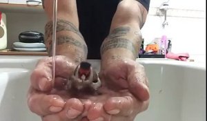 Un oiseau prend un bain dans les mains de son maitre..