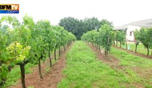 Orages: des viticulteurs prêts à utiliser leurs canons anti-grêle