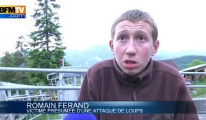 Alpes-de-Haute-Provence: encerclés par des loups