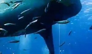 Un plongeur caresse un requin blanc gigantesque de 6 mètres