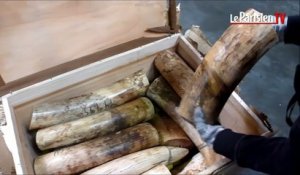 Saisie record de 136 kg d'ivoire à Roissy