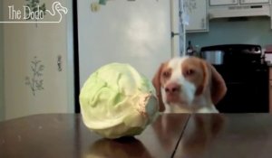 Ces chiens essayent d'attraper la nourriture sur la table... FAIL !