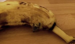 Vous n'allez plus jamais manger de banane après avoir vu ça