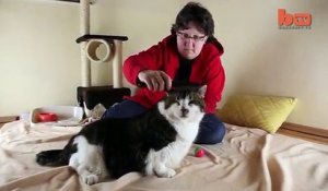 Le Chat Qui Ne Comprend Pas L Electricite Statique Sur Orange Videos