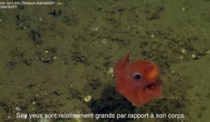 "Adorabilis", une mini-pieuvre très mignonne