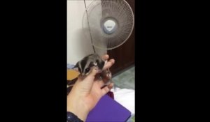 Un phalanger volant devant un ventilateur : animal trop mignon