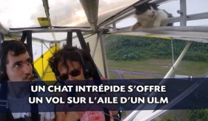 Un chat intrépide s'offre un vol sur l'aile d'un ULM