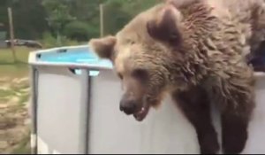 Cet ours vient se rafraichir dans la piscine